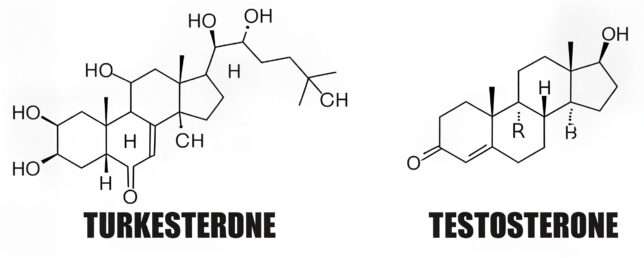 Testosteron enTurkesterone